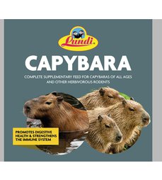 PHOTO-2025-01-23-23-30-08_-Kapybara