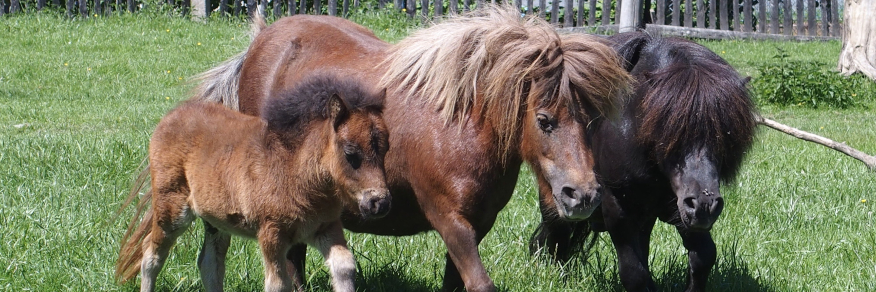 Exotičtí a domácí savci